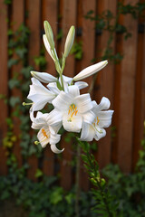 White lilies bloom beautifully in a garden surrounded by lush greenery during bright daylight