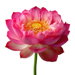 Isolated pink lotus flower with yellow center on a black background view isolated on transparent background