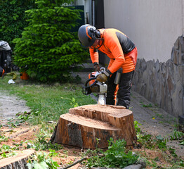 Tree service professional cuts through large tree stump using chainsaw in residential yard