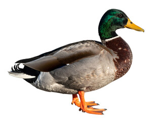 Obraz premium Male mallard duck standing in full body profile, displaying iridescent green head, orange webbed feet against transparent backdrop