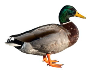 Male mallard duck standing in full body profile, displaying iridescent green head, orange webbed feet against transparent backdrop