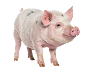 Adorable piglet standing and looking sideways on a transparent background, perfect for agricultural or livestock related projects