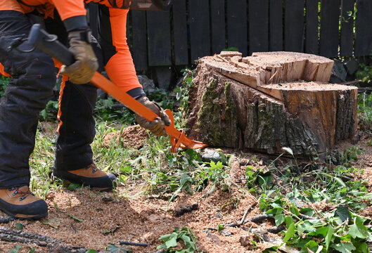 Tree stump removal activity in a backyard garden during daylight by a worker using a tool