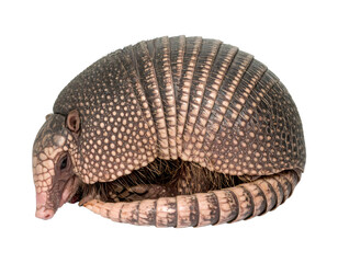 Brazilian three banded armadillo is completely curled up, protecting itself with its shell on a transparent background