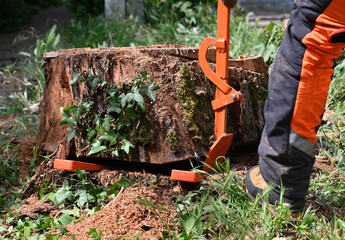 Cutting down a tree stump in a garden using a manual stump remover on a sunny day