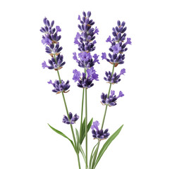 Obraz premium Vibrant closeup of lavender flowers with purple blooms against a transparent background