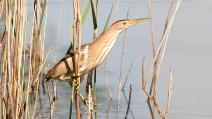 great blue heron