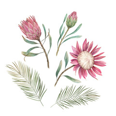 Floral set with proteas. Watercolor hand drawn isolated illustration on white background