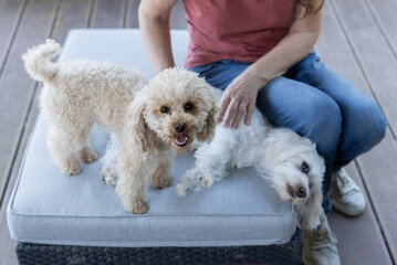 Frau mit ihrer Maltipoo und Pudel Hündin auf der Terrasse