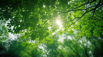 sunlight in the forest