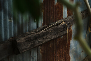 old wooden gate with galvanized iron