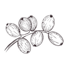 Vector illustration of a branch of green walnuts, all objects are hand-drawn with ink. Vector illustration is suitable for printing on paper, fabric, packaging of goods and food. Vector illustration