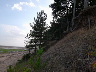 Fototapeta premium Coastal scenery with sandy dunes, a tree-covered hillside, and expansive sky, evoking tranquility, and natural beauty. A serene landscape ideal for exploration and relaxation. Mersea Island in Essex. 