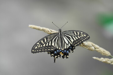 羽を広げてとまるナミアゲハ