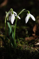 Fototapeta premium Snowdrops in Spring Sunlight