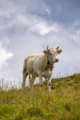 Simmental Cow Grazing in Diemtigtal in the Swiss Alps