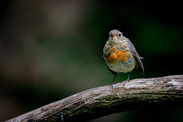 A young robin sitting on a brach watching the area
