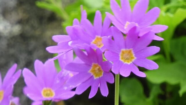 [4K] Primula cuneifolia var. heterodonta, Rare Alpine Flower Endemic to Mount Iwaki 【4K】岩木山固有の高山植物 ミチノクコザクラ（陸奥小桜）の可憐な花風景 撮影日：20250726-2