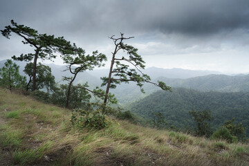 trees in the mountains with long grass.