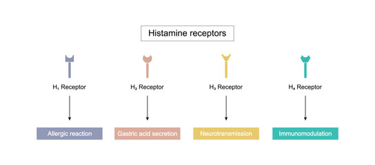 Histamine receptors, G protein-coupled receptors that bind histamine. Four types: H1 allergic reaction, H2  gastric acid secretion, H3 neurotransmission, and H4 immunomodulation. Vector illustration.