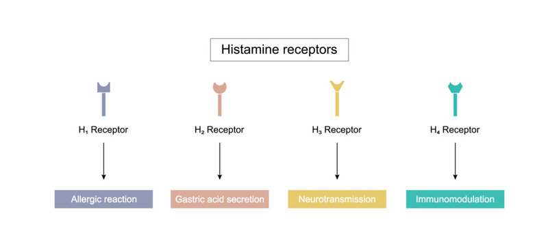 Histamine receptors, G protein-coupled receptors that bind histamine. Four types: H1 allergic reaction, H2  gastric acid secretion, H3 neurotransmission, and H4 immunomodulation. Vector illustration.