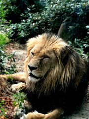 Majestic Lion Resting in Nature