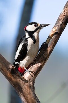 Buntspecht auf Astgabel