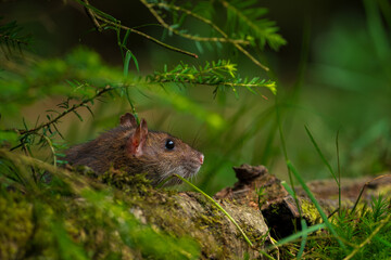 Rat hiding behind a wrench