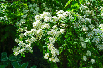 Blossoming Spirea Bush in Sunlight
