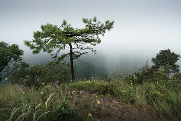 trees in the fog on the mountain.