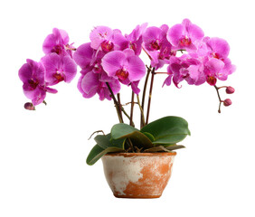 Naklejka premium Orchid blooming beauty floral arrangement natural environment isolated on transparent background, png