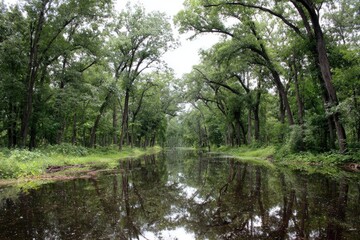 Obraz premium Wooded waterway reflecting sky