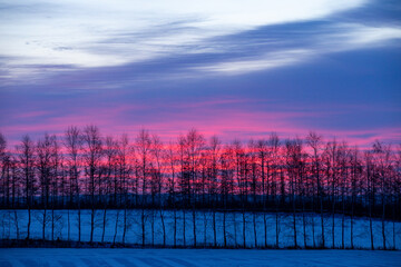 Fototapeta premium Winter forest that stands out against the morning glow