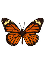 butterfly