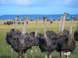 Close up of a group of curious ostriches with the rest of the herd in the background. background blurred or out of focus