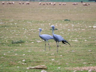  Blue crane birds - Grus paradisea - grazing in a grassfield - national bird of south africa. Blue crane is listed on IUCN Red LIST