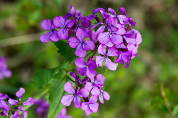 Obraz premium Blüten des Silberblatt, Silbertaler, Silberling, Judaspfennig oder Mondviole 