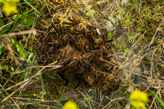Gespinst vom Wolfsmilch-Ringelspinner oder Wolfsmilchspinner (Malacosoma castrensis)	