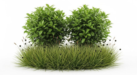 Two lush green bushes and a patch of delicate wildflowers isolated on white