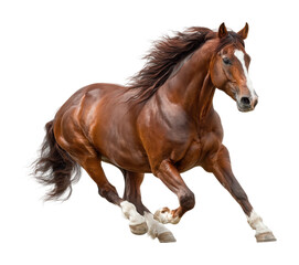 Fototapeta premium Running horse in motion open field animal dynamic view isolated on transparent background, png