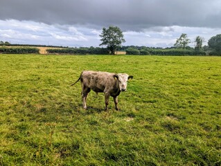Fototapeta premium A solitary light-brown cow stands in a vibrant green field under dark, stormy clouds. A striking rural landscape showcasing traditional agriculture and weather patterns.