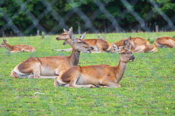 Deer - Cervus and doe in a green meadow at the edge of the forest