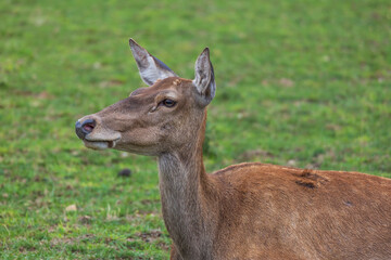 Deer - Cervus and doe in a green meadow at the edge of the forest