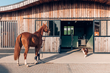 Chestnut horse standing outside modern wooden stable with dog