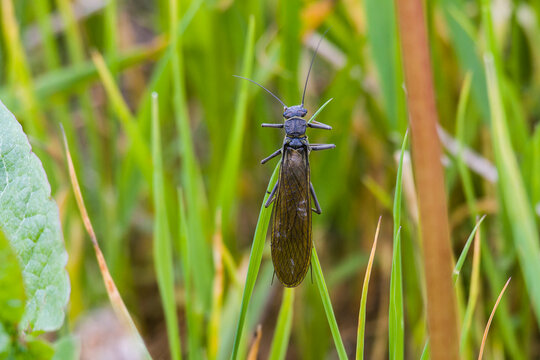 Steinfliege (Plecoptera) an einem Grashalm	