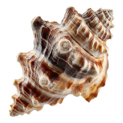 Obraz premium Unique sea shell discovery coastal beach macro photography natural environment close-up view marine concept