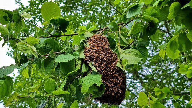 Swarm of honey bees clustering on tree branch among bright green leaves