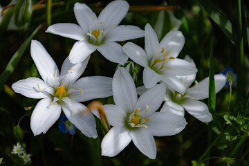 white and yellow flowers