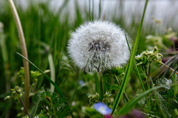 dandelion in grass