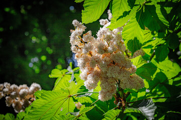 wild flowers in the forest